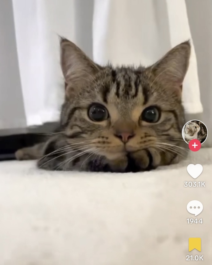 Should Cats be banned from the United States? GirlsAskGuys