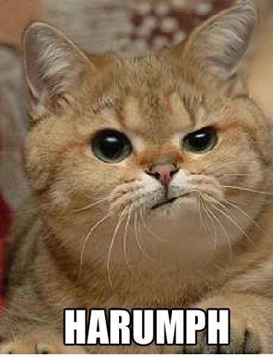 Should Cats be banned from the United States?