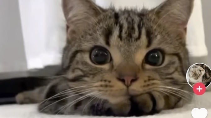 Should Cats be banned from the United States?