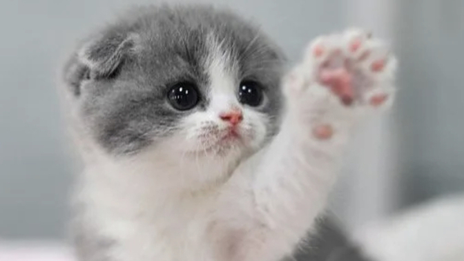 Do you hate cats?