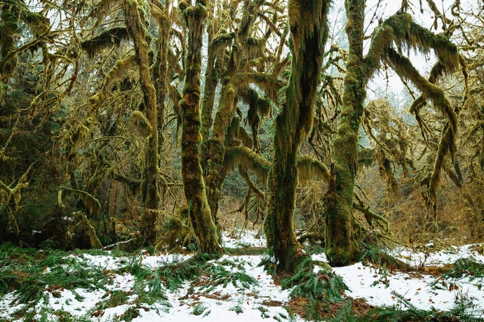 Which nature photo do you find more beautiful ?
