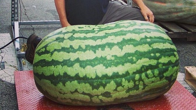 If you had a farm and could grow just 1 thing on your farm what would it be?