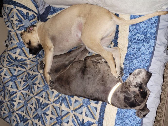 How affectionate are you to your pets?