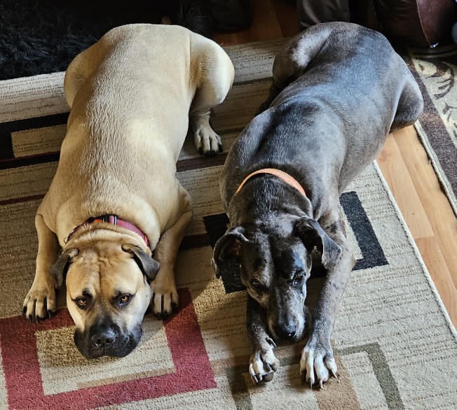 How affectionate are you to your pets?