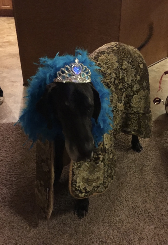 We treated him like royalty like the stately dog he was