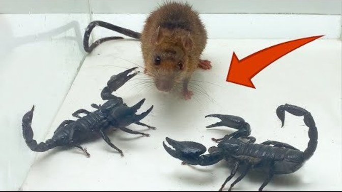 Why does YouTube allow animal abuse?