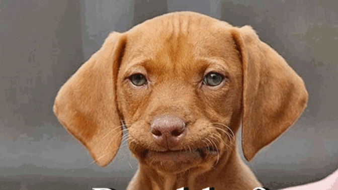 What the !@#*!! is with the capcha?