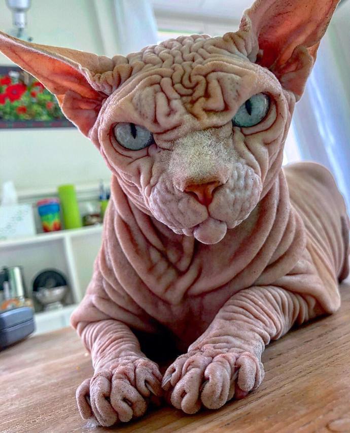 Why are cats so ugly?