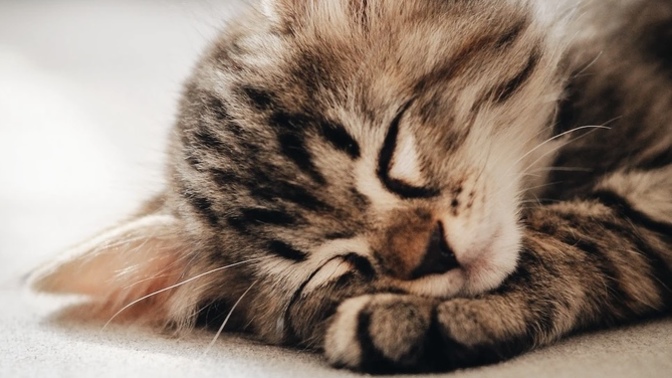 Why are cats so ugly?
