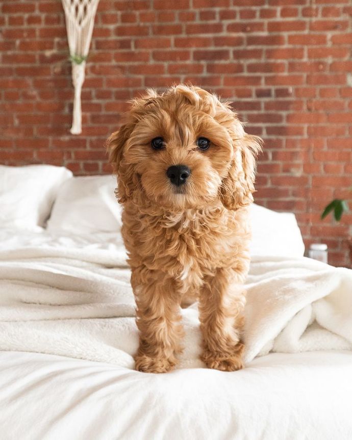 Do you think Dogs are ugly?