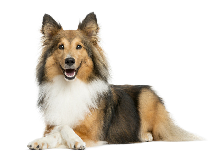 Do you think Dogs are ugly?