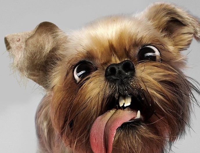 Do you think Dogs are ugly?