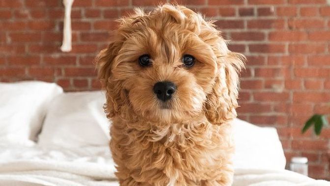 Do you think Dogs are ugly?