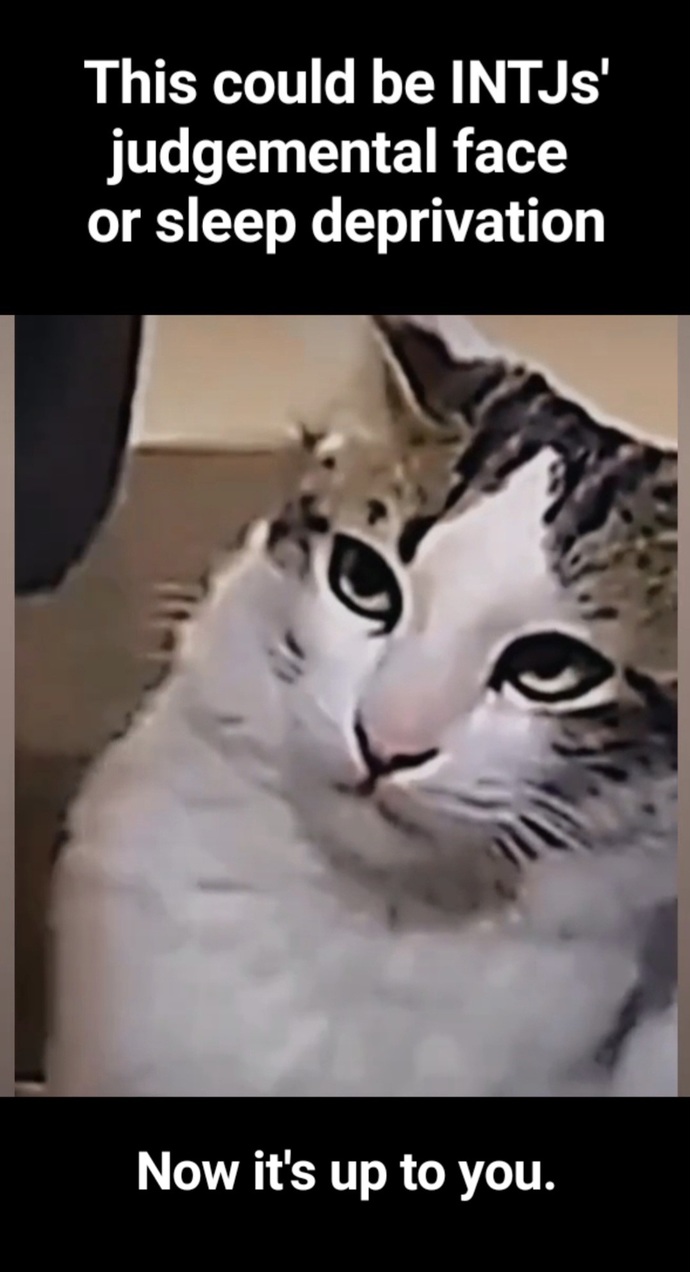 Bards suggestion: Judging your life choices or just plotting their next nap?