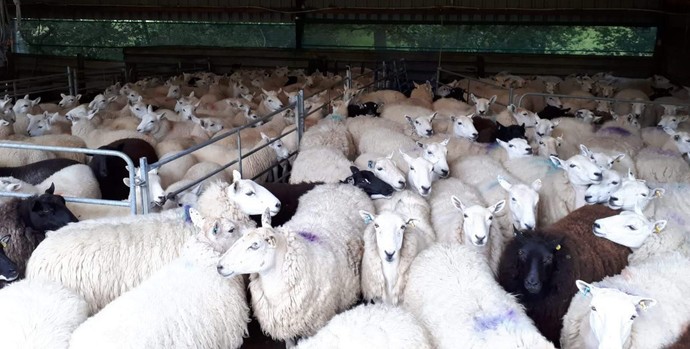 Why isnt lamb popular in America?