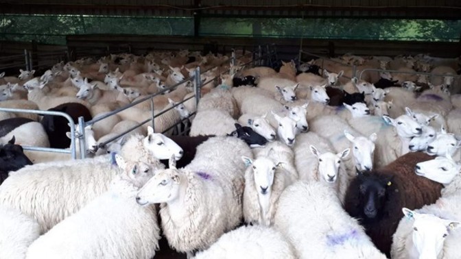 Why isn't lamb popular in America?