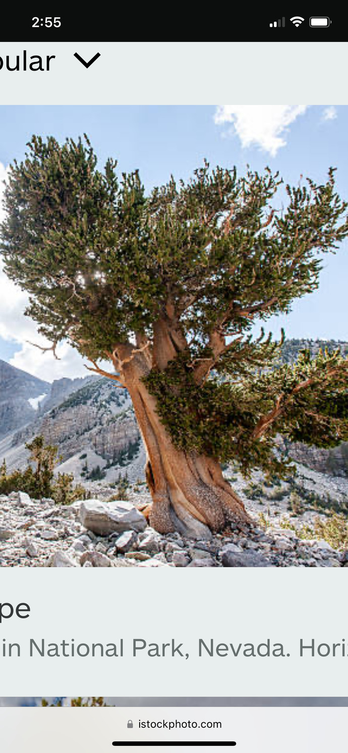 If you were a plant what would you be?