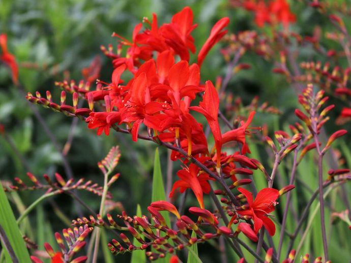 Crocosmia x Curtonus 'Lucifer' 