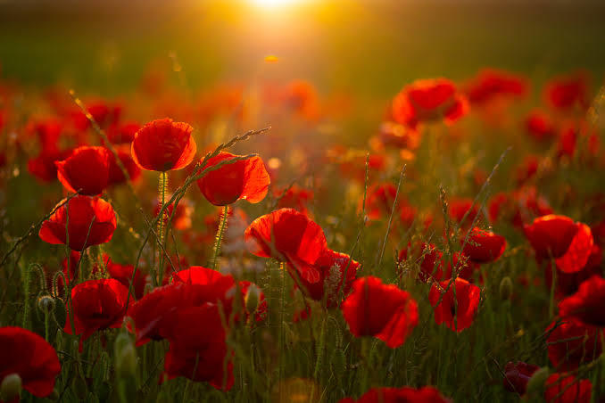 If you were a plant what would you be?