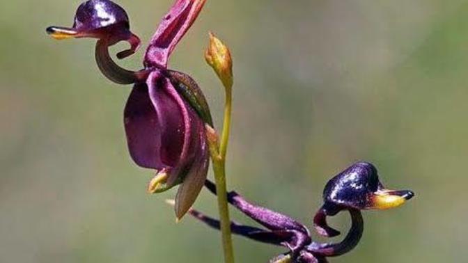If you were a plant what would you be?