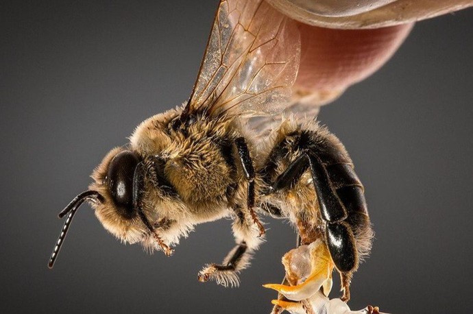 What form of honey do you prefer?
