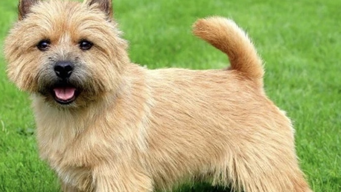 What would you do if a stranger asked you if they could show you a picture of their dog?