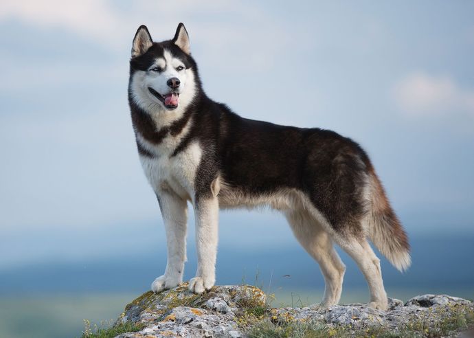 Favorite dog breed of these (part 1)?
