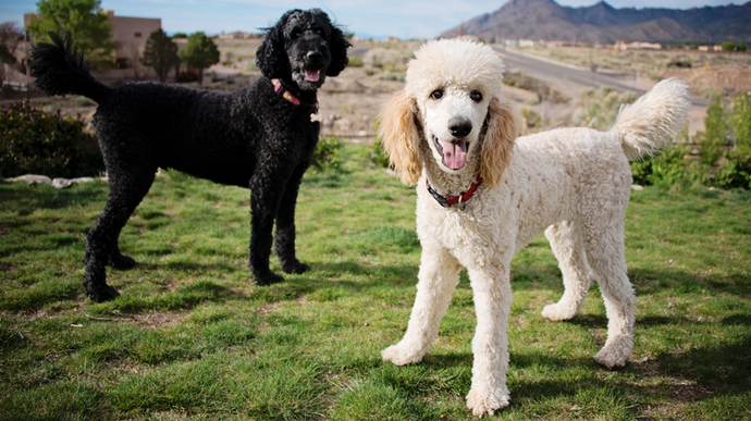 Favorite dog breed of these (part 1)?