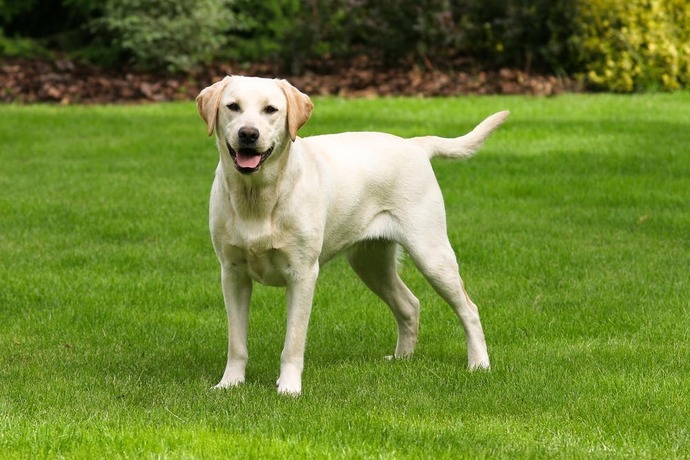 Favorite dog breed of these (part 1)?