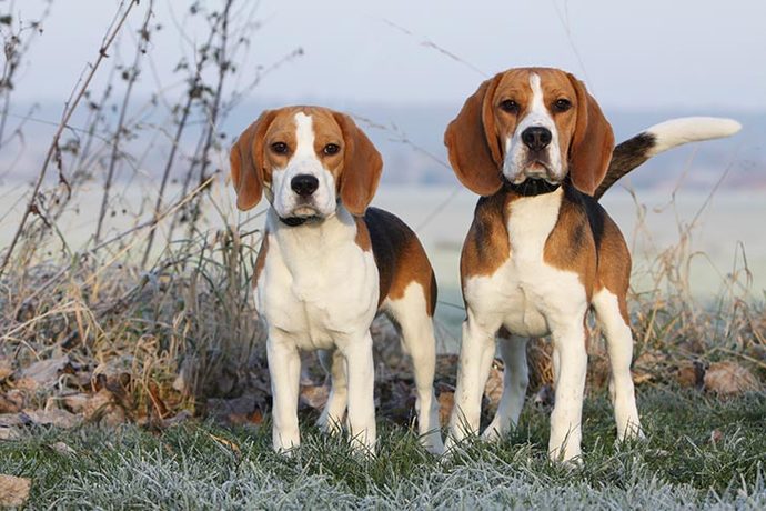 Favorite dog breed of these (part 1)?