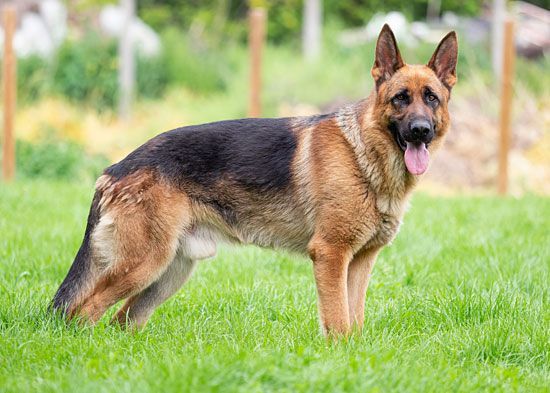 Favorite dog breed of these (part 1)?