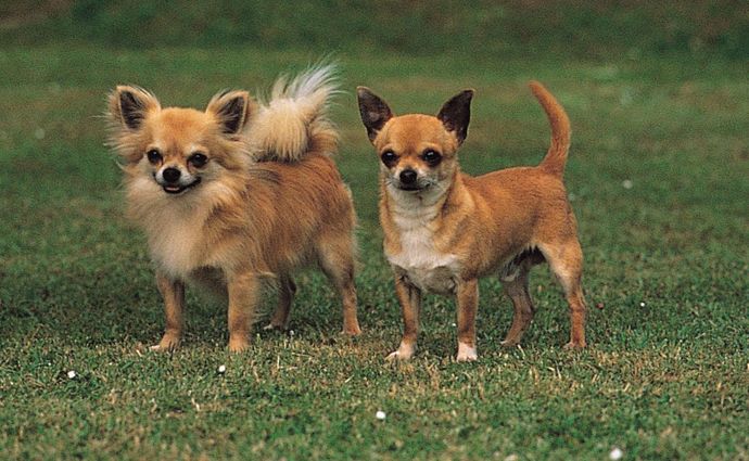 Favorite dog breed of these (part 1)?