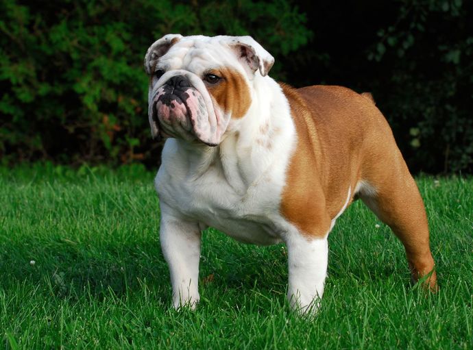Favorite dog breed of these (part 1)?
