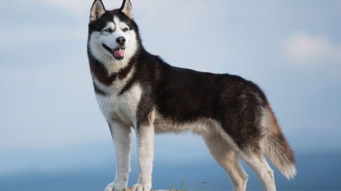 Favorite dog breed of these (part 1)?