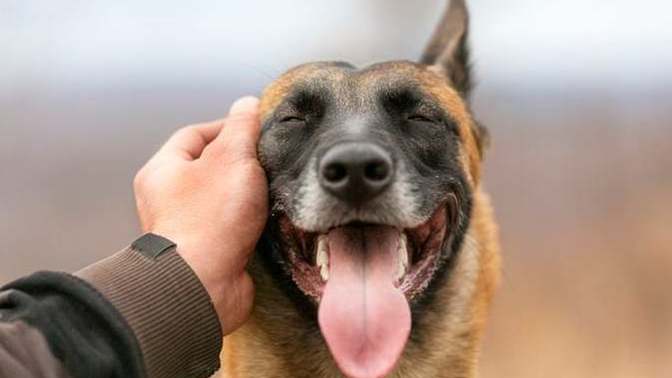 What would you do if the person you were dating had a dog, and you don't like dogs?