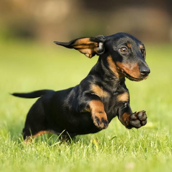 Your favorite dog breed of these part 2?