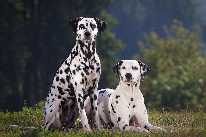 Your favorite dog breed of these part 2?