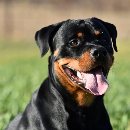 Your favorite dog breed of these part 2?