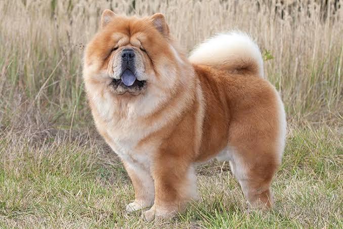 Your favorite dog breed of these part 2?