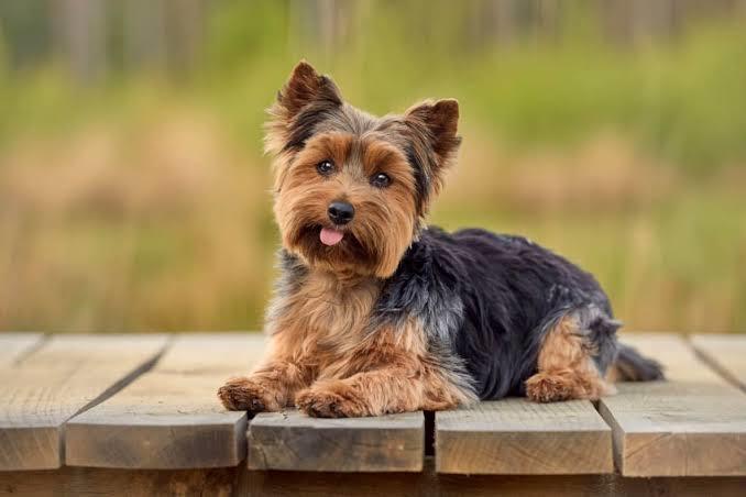 Your favorite dog breed of these part 2?