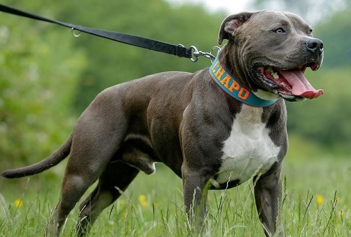 Your favorite dog breed of these part 2?