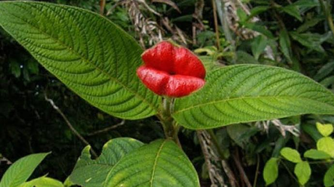💋hot lips flower💋