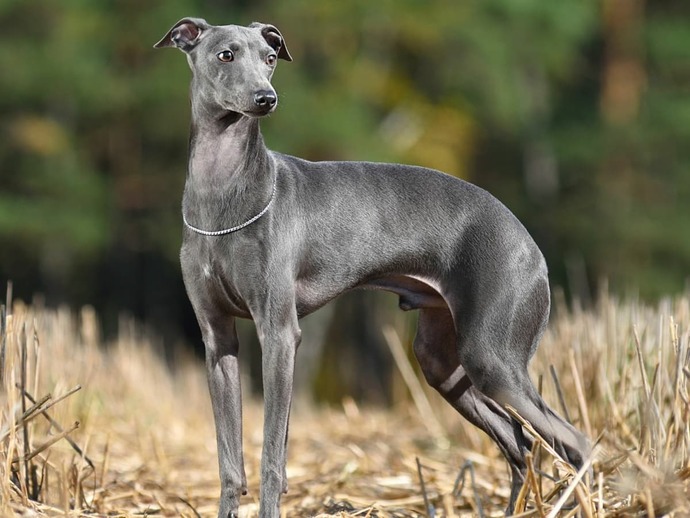 Your favorite dog breed of these part 3?
