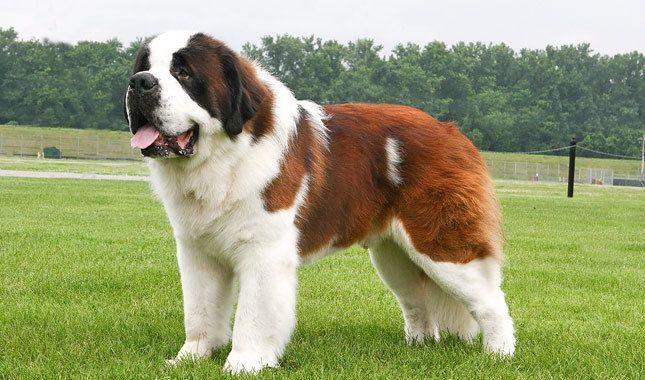 Your favorite dog breed of these part 3?
