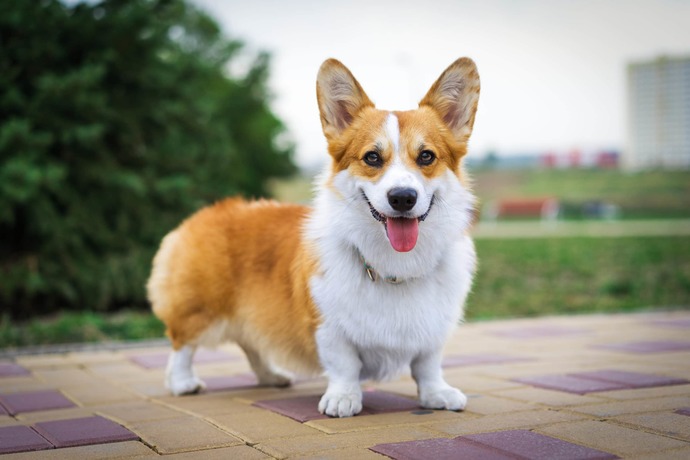Your favorite dog breed of these part 3?