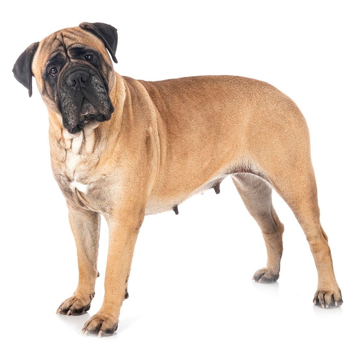 Your favorite dog breed of these part 3?