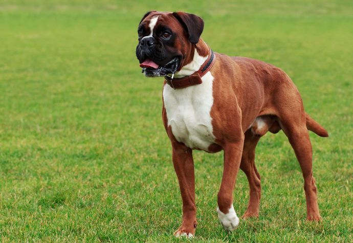 Your favorite dog breed of these part 3?
