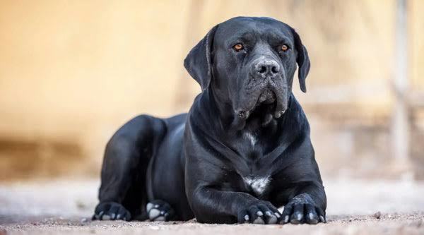 Your favorite dog breed of these part 3?