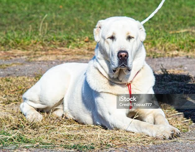 Your favorite dog breed of these part 3?
