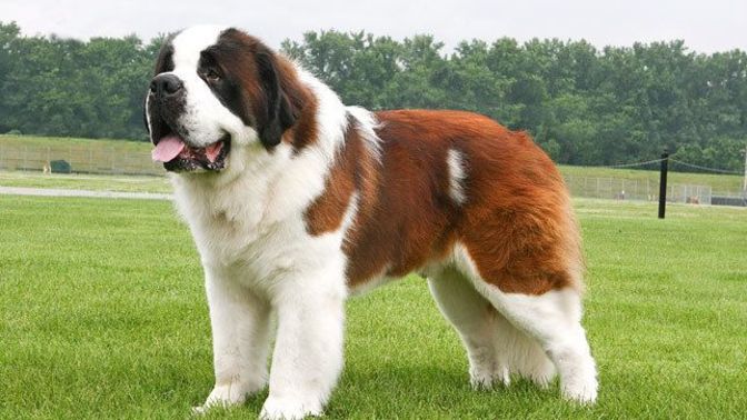 Your favorite dog breed of these part 3?